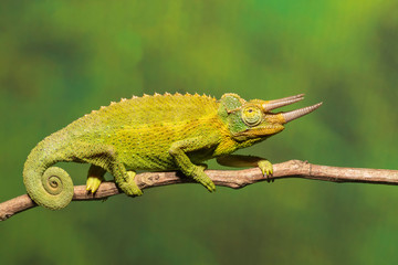 Jackson's 3 horn Chameleon from Kenya