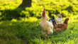 Kogut i dwie kury na trawie o poranku