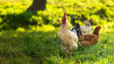 Fototapeta  - Kogut i dwie kury na trawie o poranku