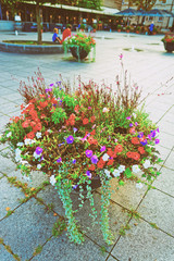 Canvas Print - Flowers in blossom on streets of Vilnius autumn