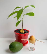 The Avocado Plant Is Grown At Home, In Pots. Concept Of Growing Avocado In An Apartment.