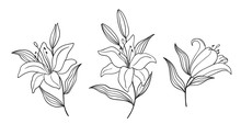 Hand Drawn Branches With Lily Isolated On Background In Linear Style. Perfect For Design Greeting Card, Wedding Invitation, Embroidery, Tattoo