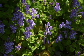 Poster - Skull cap(Scutellaria indica) flowers / Lamiaceae prennial plant