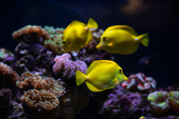 Wall Mural - Aquarium sea yellow angel fish anemonas pets wild life hobby