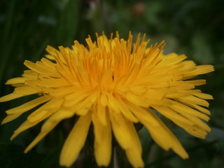 yellow flower of a dandelion