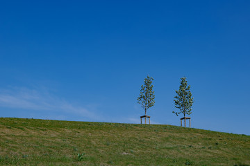 Outdoor sunny scenery of double growth trees on grass hill against deep blue sky. Minimal and contrast concept of green hillside against blue sky. 