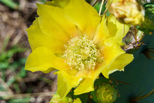 Erect Prickly Pear Cactus Flower (Opuntia Stricta) - Pembroke Pines, Florida, USA