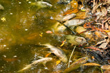 Fototapeta  - Dead fish floated in the dark water, water pollution. 