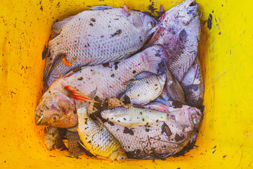 Dead fish, rotten in the water Conceptualizing pollutants in waste water, we collect dead fish in a dark tank.