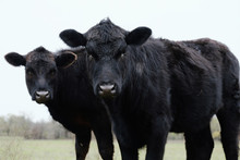 Pair Of Young Black Angus Cows Close Up On Beef Farm Looking At Camera, Agriculture Concept.