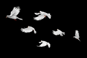 Fototapete - White doves group flying on black background and Clipping path .freedom concept and international day of peace