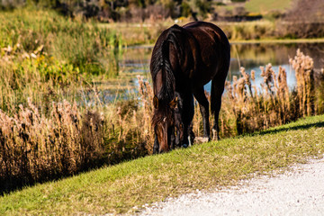 Wild horses