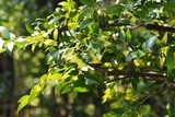 Fototapeta  - Nageia nagi (Podocarpus nagi) tree / Podocarpaceae evergreen coniferous tree
