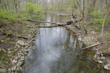 Wall Mural - Slow flowing creek with fallen tree across through scenic forest