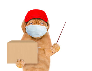 Wall Mural - Puppy wearing medical protective mask and red cap holds big box and points away on empty space. isolated on white background