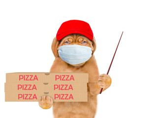 Poster - Pizza delivery dog wearing medical protective mask and red cap holds pizza boxes and points away on empty space. isolated on white background