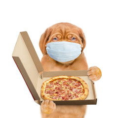 Poster - Pizza delivery puppy wearing medical protective mask holds open box of the pizza. Isolated on white background