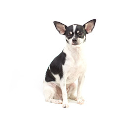 black and white puppy chihuahua short hair on white background