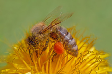 Sticker - close up of bee gathering pollen on dandelion flower