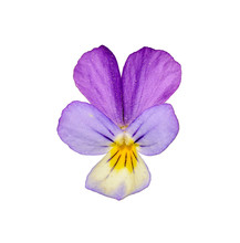 Viola Tricolor, Also Known As Johnny Jump Up, Heartsease, Heart's Ease, Heart's Delight, Tickle-my-fancy, Jack-jump-up-and-kiss-me, Come-and-cuddle-me, Three Faces In A Hood, Or Love-in-idleness