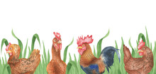 Background Of Hens