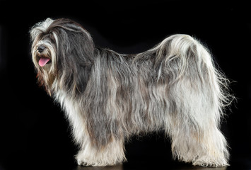 Wall Mural - Tibetan Terrier, the dog stands on a black background