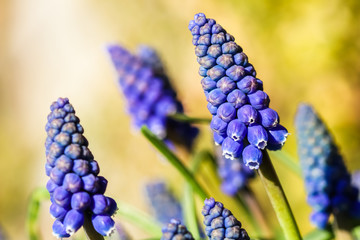 Blue buds flowers Muscari armeniacum or Grape Hyacinth