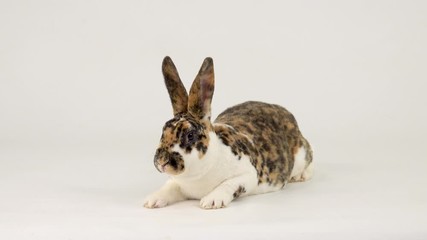 Wall Mural - The rabbit looks at the camera and then runs away on a white screen.