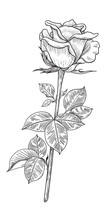 Hand Drawn Rose Bud  With Leaves