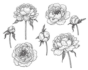 Wall Mural - Hand drawn Monochrome  Peony Flowers and Buds