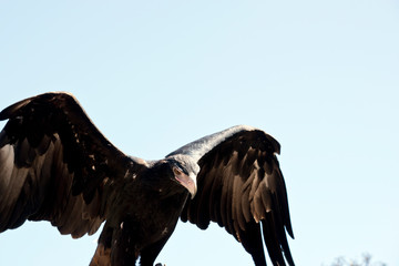 Wall Mural - this is a close up of a wedge tail eagle