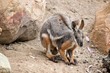 the Yellow footed rock wallaby is resting