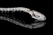 Smooth newt skull with spine and skeleton on black surface with reflection