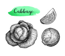 Ink Sketch Of Cabbage