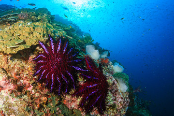 Predatory Crown of Thorns Starfish feeding on and damaging a tropical coral reef