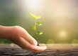 World Environment Day concept: hand holding  plant on blur green nature background