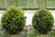 Buxus sempervirens. Trimming a boxwood Bush in the shape of a ball. Gardening. Step-by-step instructions. Before and after.