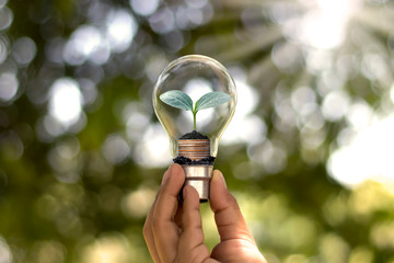 The hand of a young woman holding an energy-saving lamp, including a small tree growing in an energy-saving lamp and changing to renewable energy.