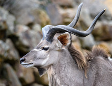 A Blesbok Antelope (Damaliscus Pygargus) Standing In Grass