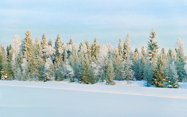 Poster - Sunny and snowy forest in countryside at winter Rovaniemi reflex