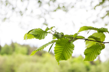 fresh new leaves in the spring. on the branch in the nature in spring