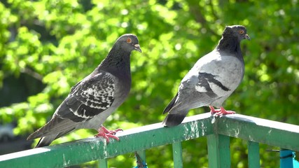 Wall Mural - An upset, terrified and focused couple of pigeons sits on the balcony railing and looks out after for her new born chicks after a crow attack on its nest. Blurry green trees in the background.