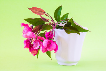 Wall Mural - Pink apple spring flowers in vase on light green background. Still life