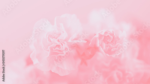 Cuadros en Lienzo Light pink carnation flowers, soft pastel 16:9 panoramic format background
