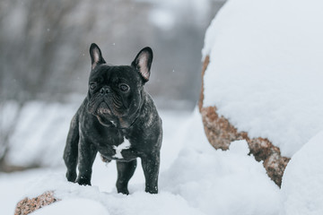 Wall Mural - French bulldog posing in the winter park. Frenchie outside in the snow.	