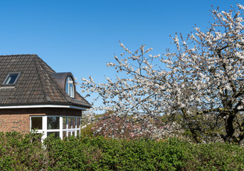 Wall Mural - old house in spring - blossom of a cherry tree, blue sky
