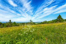 Flowering Meadow With Cirrus Cloud In The Sky