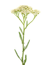 White Flower Of Yarrow Plant, Achillea Millefolium