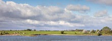 Young Cows In Dutch River Landscape In The Centre Of Holland Under Blue Sky With Cloudscape