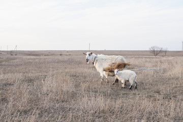 Canvas Print - 
White goats graze in the field